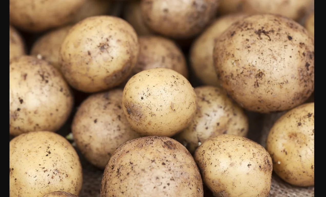 potato high quality new crop fresh Potato with per ton good price for wholesale fresh potato  professional export 2022 new fresh