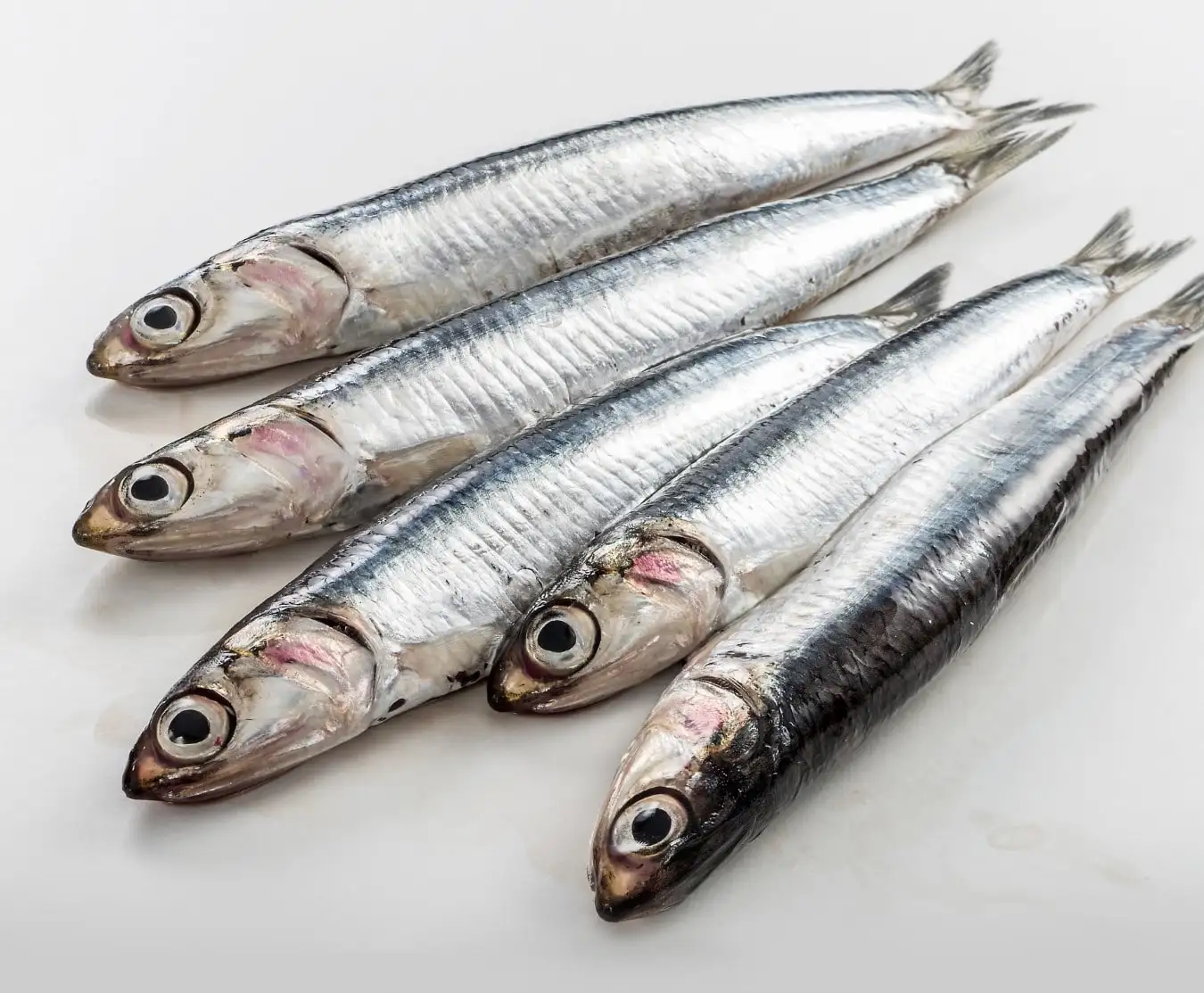 Frozen Anchovy Fish  Wholesale  cheap price