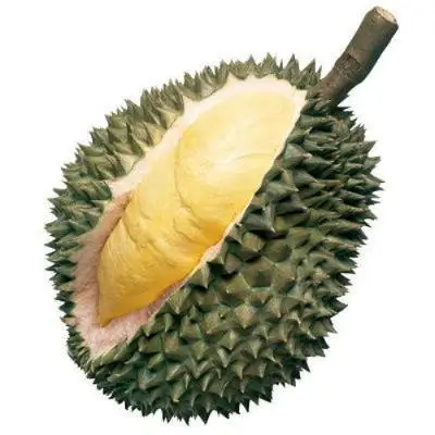 Fresh Durian Fruits for Sale Fresh Durian from Vietnam Quality Tropical Weight Origin Type Size Grade Product