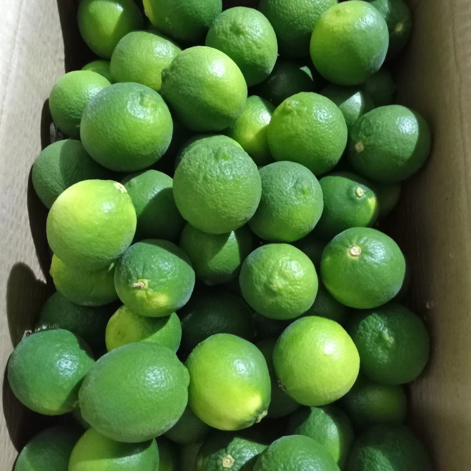 Feature vitamin C wholesale origin green shape price fresh citrus fruit Fresh Seedless Lime Lifefoods from Vietnam