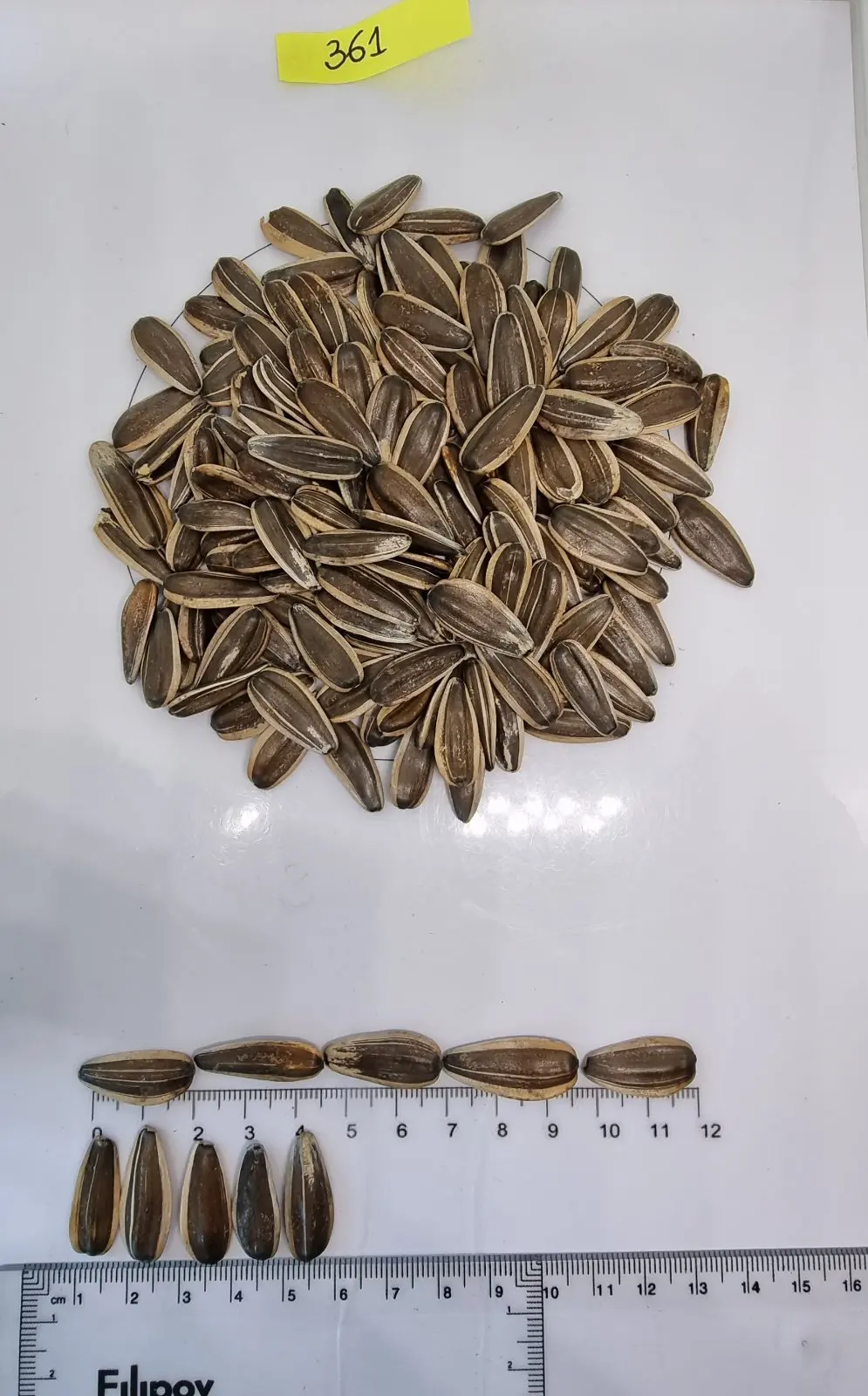 BREVIS Sunflower seeds Food & Beverage Snacks Nut & Kernel Snacks Roasted sunflower seeds Bulgarian origin