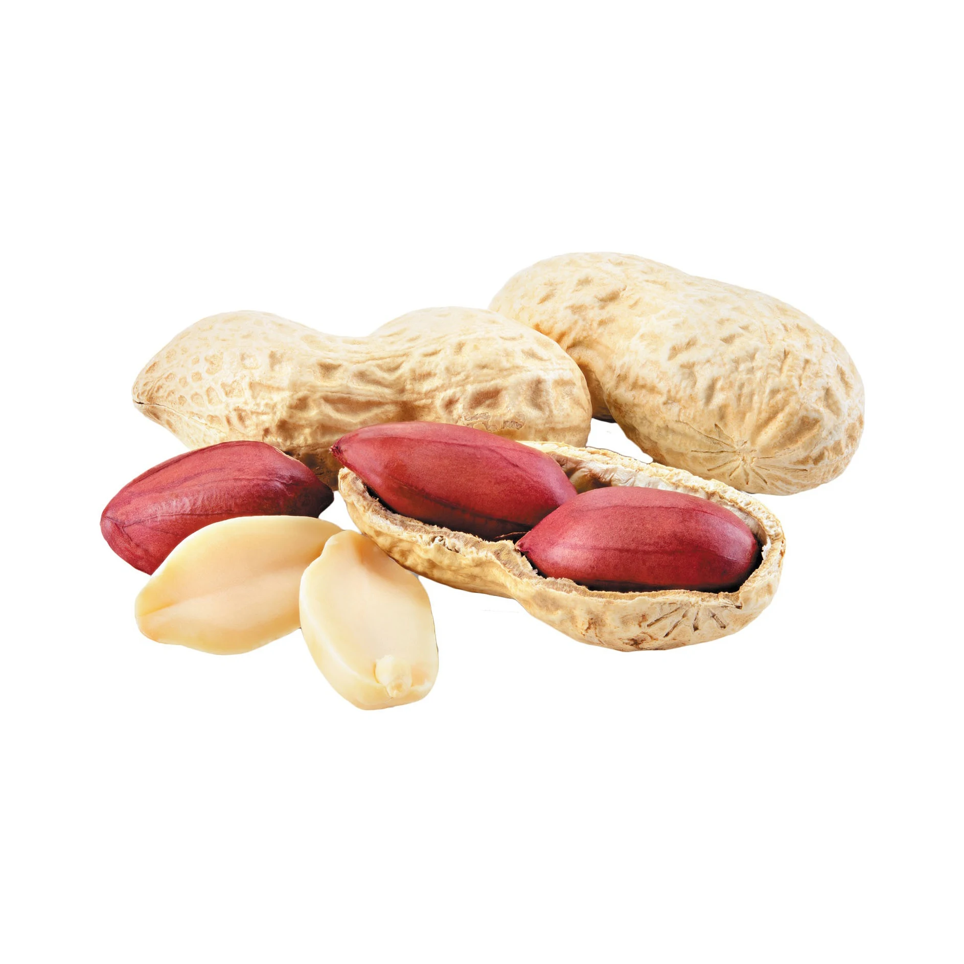 Best Price Dried Raw Peanuts / Peanuts in-shell Bulk Stock Available With Customized Packing High Quality Dried Raw Peanuts