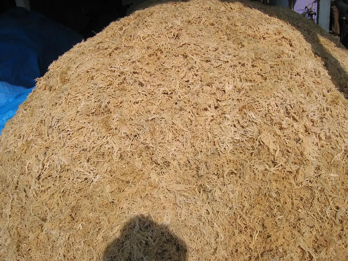 HIGHT QUALITY DRIED EUCHEUMA MADE IN VIETNAM