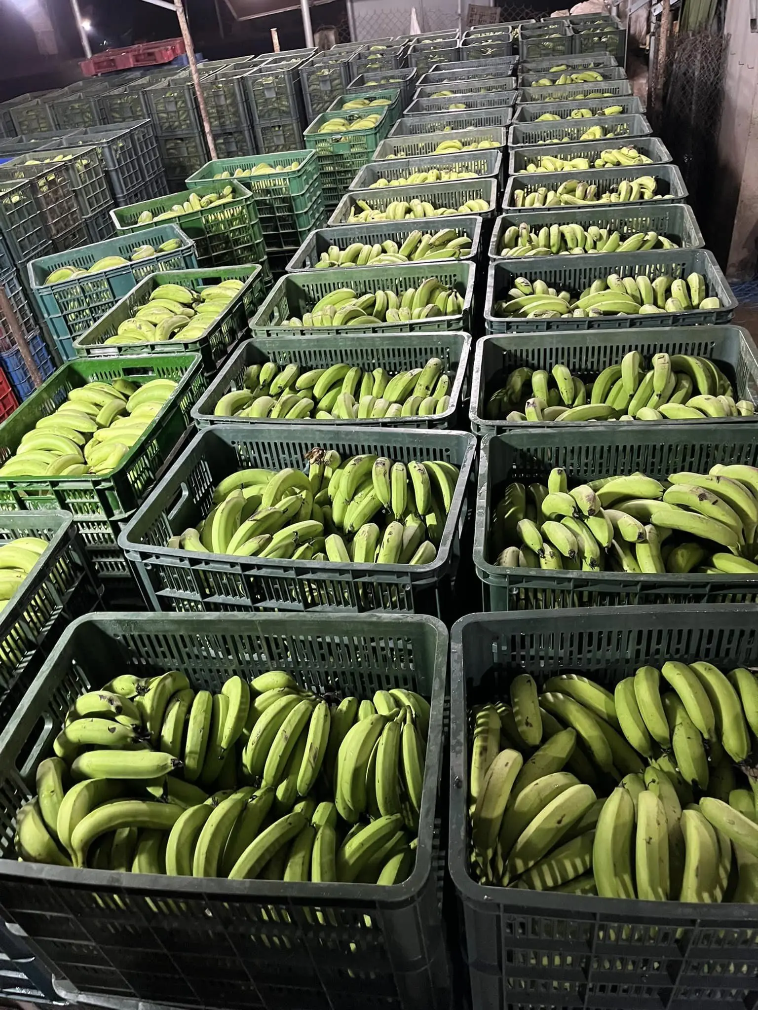Vietnamese Fruit Cavendish Fresh Banana Quality Smoothies Green Cavendish Bananas Fresh Banana Fruit Desserts