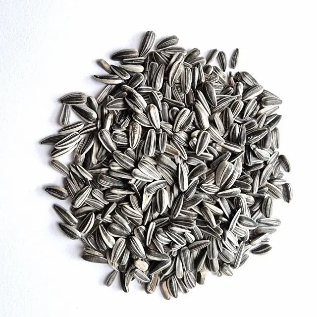 Sunflower seeds for birds Animal Feed Birds Seeds Small Size BADJER PIONEER BREVIS BRC Bilgarian origin Packaging Wholesale bird