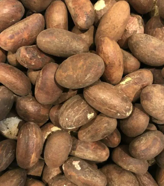 Premium Grade Light White Garcinia Bitter Kola