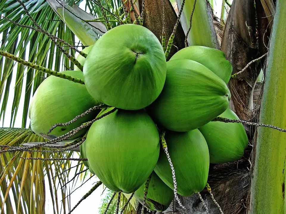 Fresh young coconut from Thailand Season: All year round | Flavor: Sweet and refreshing PREMIUM A GRADE