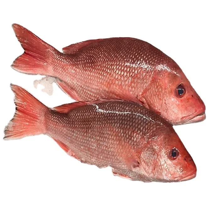 Processed Frozen Sea Bream - Red Sea Bream - Seafood