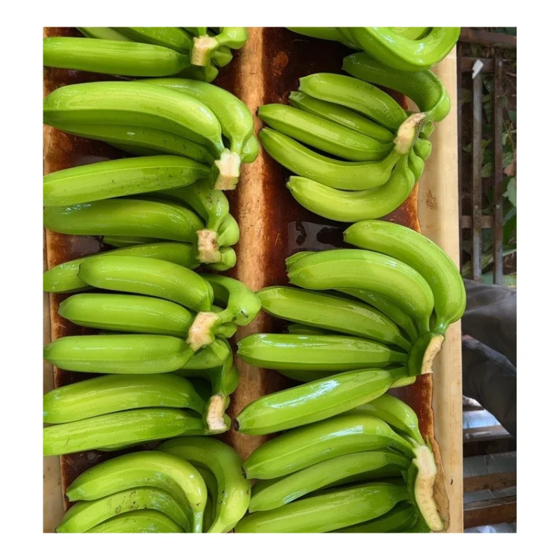 Vietnam Fresh Banana - Fresh Green Cavendish Banana Premium For Export - Wholesale Fresh Fruit And Vegetables