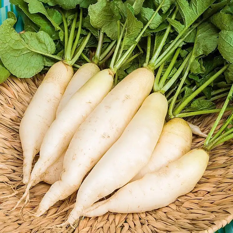 2023 New Crop Fresh White Radish Hot Sale White Radish Factory Low Price White Radish From Vietnam