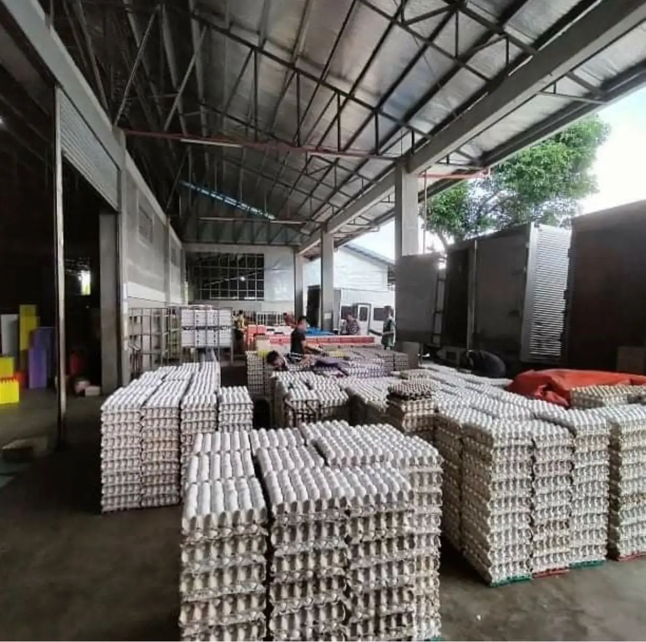 wholesale chicken eggs