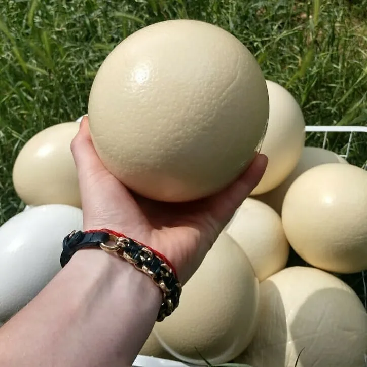 Ostrich Eggs7.jpg