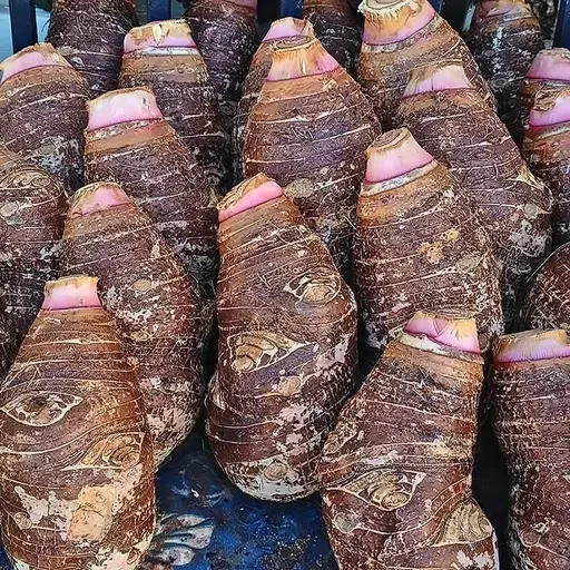 Taro cocoyam