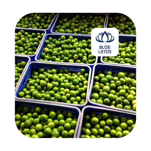 Fresh Seedless Lime Fresh Fruit