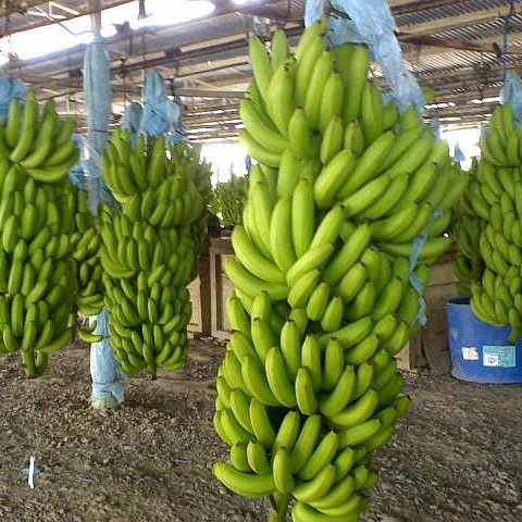 Натуральный Кавендиш, банан, экспортируемый класс 1 | Вьетнамский банан