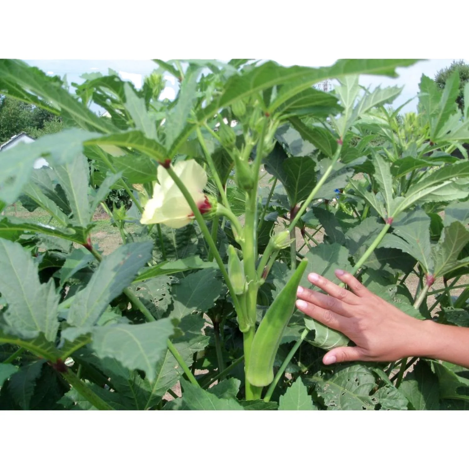 Best Price for Okra Pusa Sawani / Okro export in tin / can packing