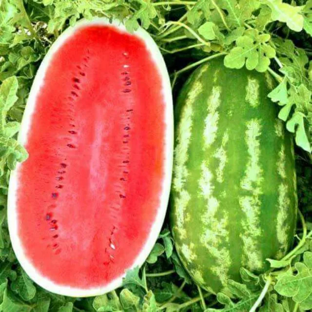 Оптовая продажа высокое качество конкурентоспособная цена свежий арбуз