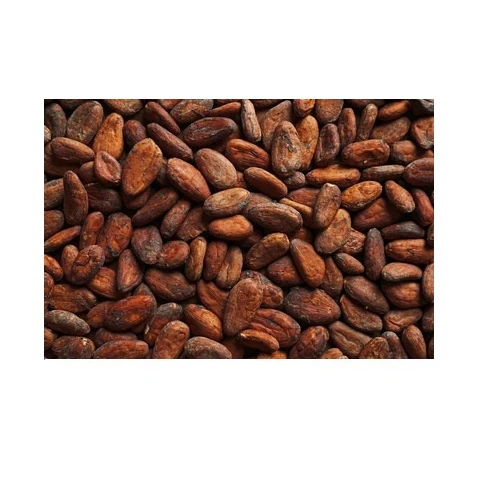 Wholesale Top Quality Cocoa Bean In Cheap Price
