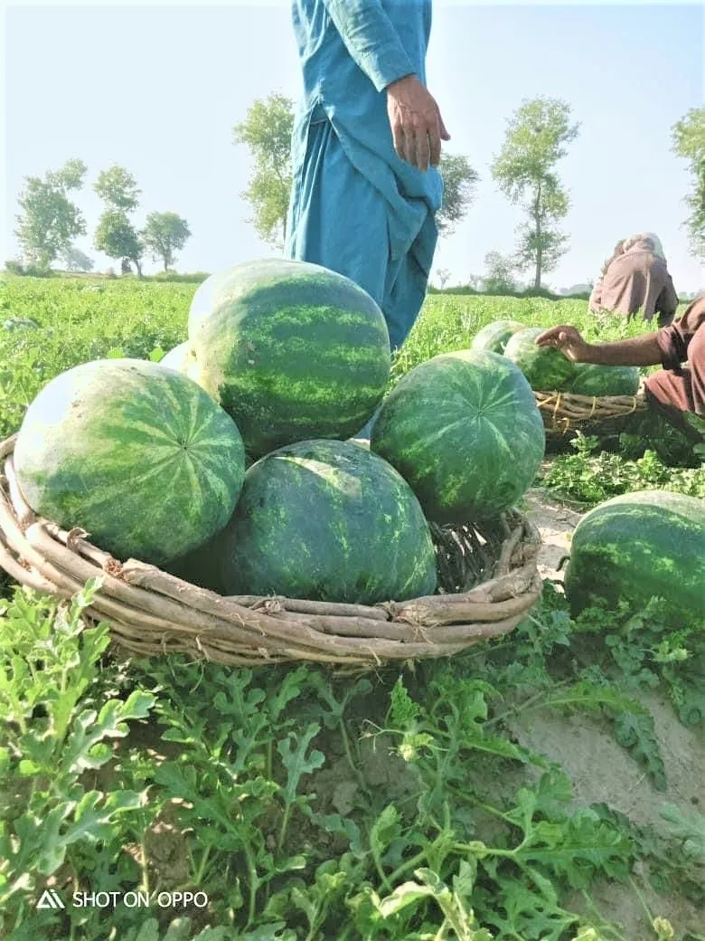 Watermelons Wholesale Get in Bulk Rates Fresh Melons Premium Organic Epxort Quality with Customized Packaging Service