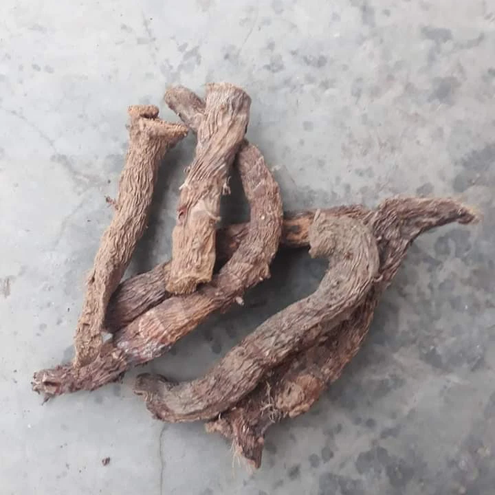 Sugandh Mantri Gandhi корни или гомаломена из Индонезии Лучшие