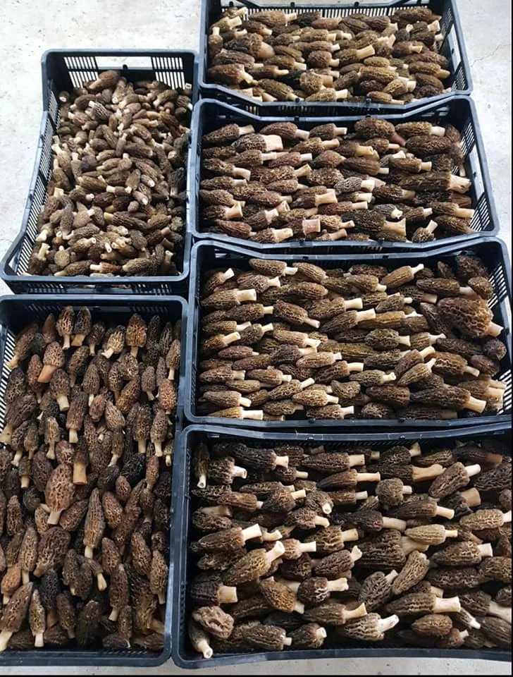 Fresh Morchella conica (Morells mushroom) small size