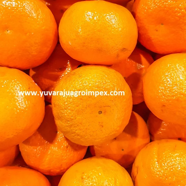 Rich Tasting  tropical fruits of Orange Export  / Supply to  all gulf Countries from India
