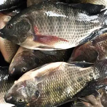 Hot Sale Tilapia Fish / Whole Round Live Black Fresh Tilapia Fish Wholesale in Bulk