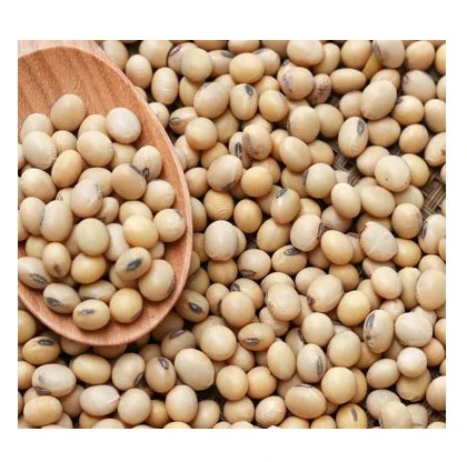 High Protein Yellow Soybean Soya Beans / Soy Bean For Sale