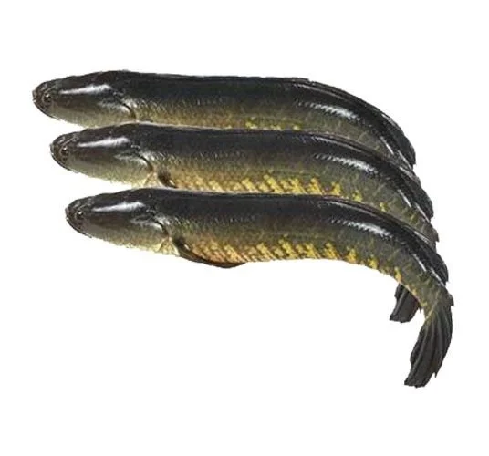 IQF SNACKEHEAD FISH WHOLE CLEAN - HIGH QUALITY CHEAP PRICE FROM VIETNAM