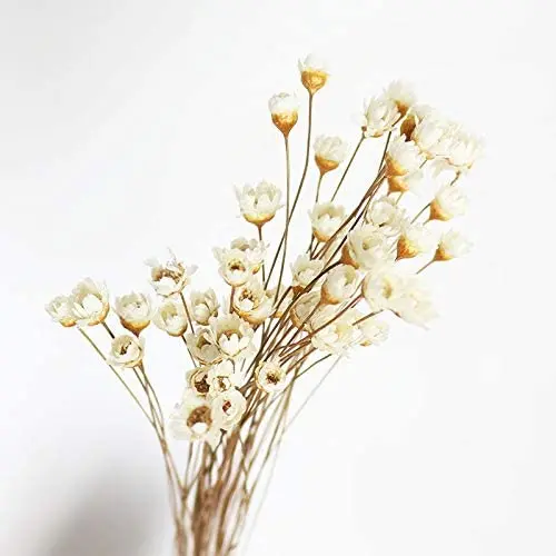 Base Direct Selling High Quality Fresh Cut Flowers Chamomile From Dounan for Ornamental Plants