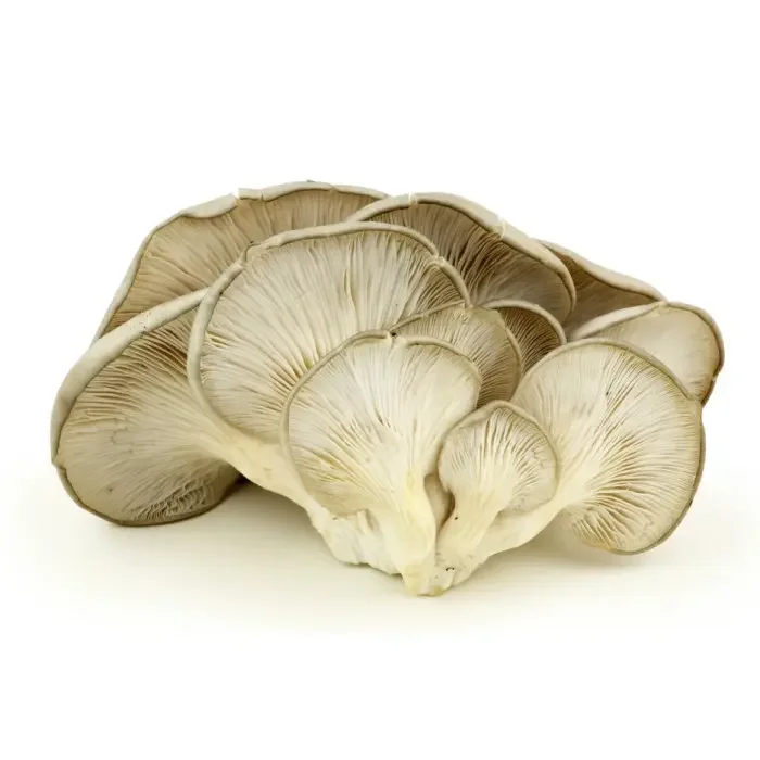 White Mushroom