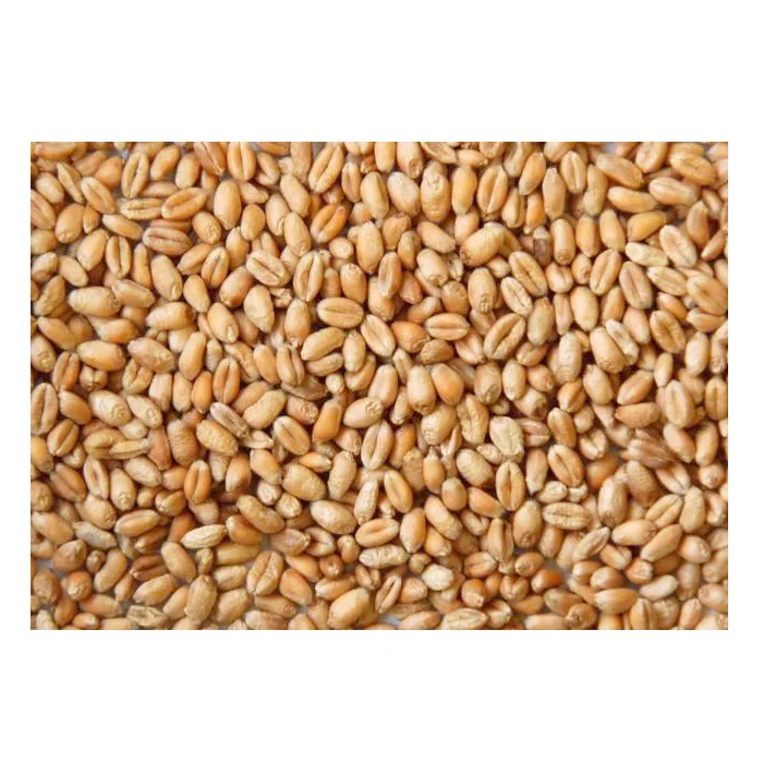 Best Factory Price of Natural Organic Whole Wheat Grains Available In Large Quantity
