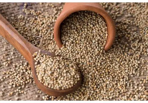 dried  Pearl Millet 9.jpg