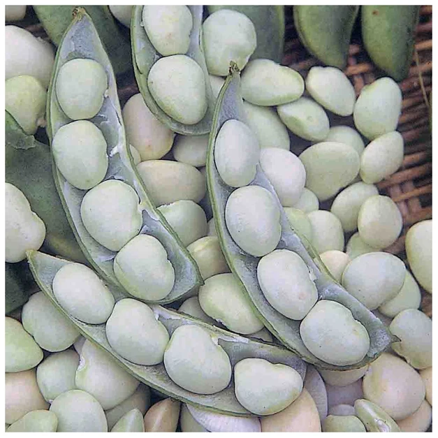 IQF Organic Frozen Lima Beans High Quality Canned Lima Beans for Sale