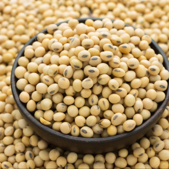 High Grade Soy Beans Raw Soya bean Grain In Bags Organic Bulk Soybeans Seeds For Food For Sale