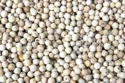 White Pepper/ Ceylon white Pepper at best from Sri Lanka/ White Pepper Manufactures - Dried white pepper