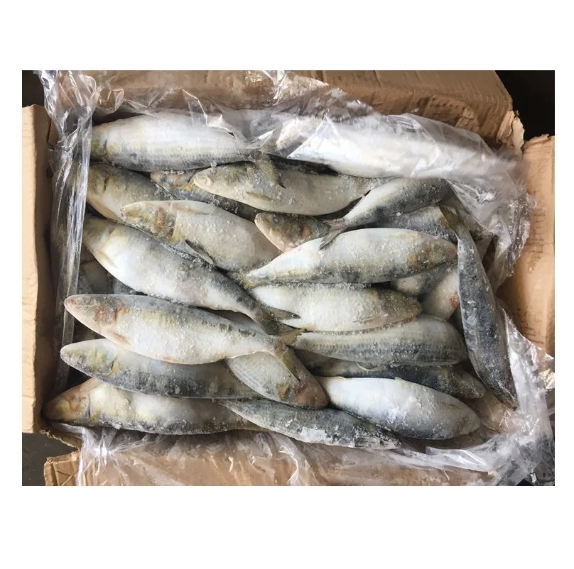 Hot Selling Price Frozen Sardines Fish in Bulk