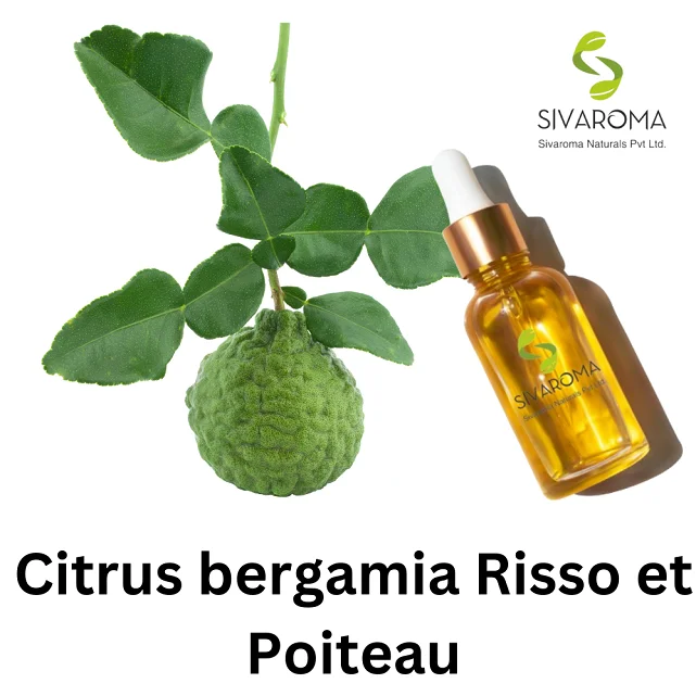 Trusted Manufacturer of India Marketed Best Quality Essential Oil BERGAMOT OIL for Aromatic Aromatherapy of Human Body