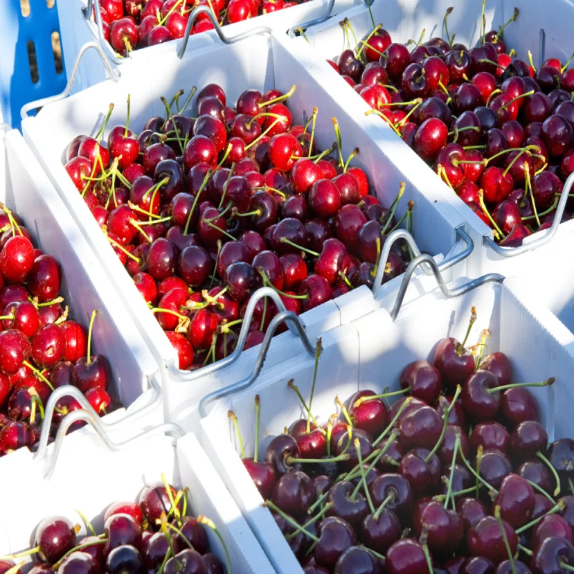 Top Quality Fresh Cherry Natural Sweet Fresh Fruits Cherries for Sale at Cheapest Wholesale Price