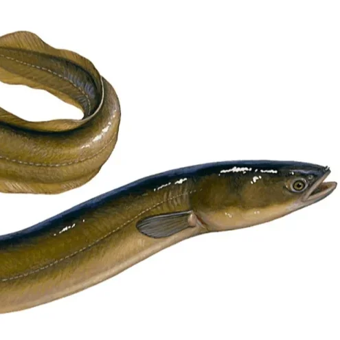 100% Top Premium Quality Fresh Live Eel Fish Wholesale in Cheap Price Live Eels conger eel for wholesale at low price