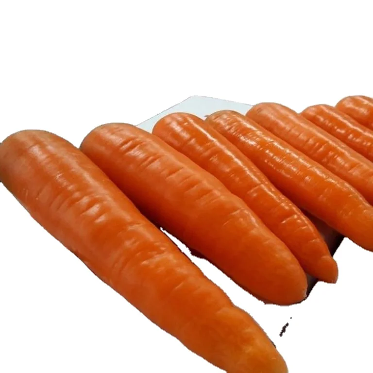 Professional Vietnam Carrot Supplier Rich Quality Bulk Selling Fresh Red Carrots at Wholesale Price