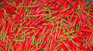 100% High Quality Chili Wholesale Fresh Red Chili Best Price Red Hot Chili Vietnam Ready To Ship For Seasoning and Spices