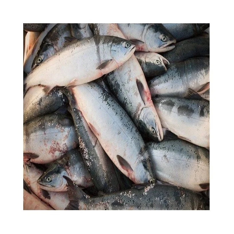 European Premium Quality Atlantic Salmon Low Price Bulk Quantity for Exports-Fresh/Frozen Fillet and Whole Fish Dried Style