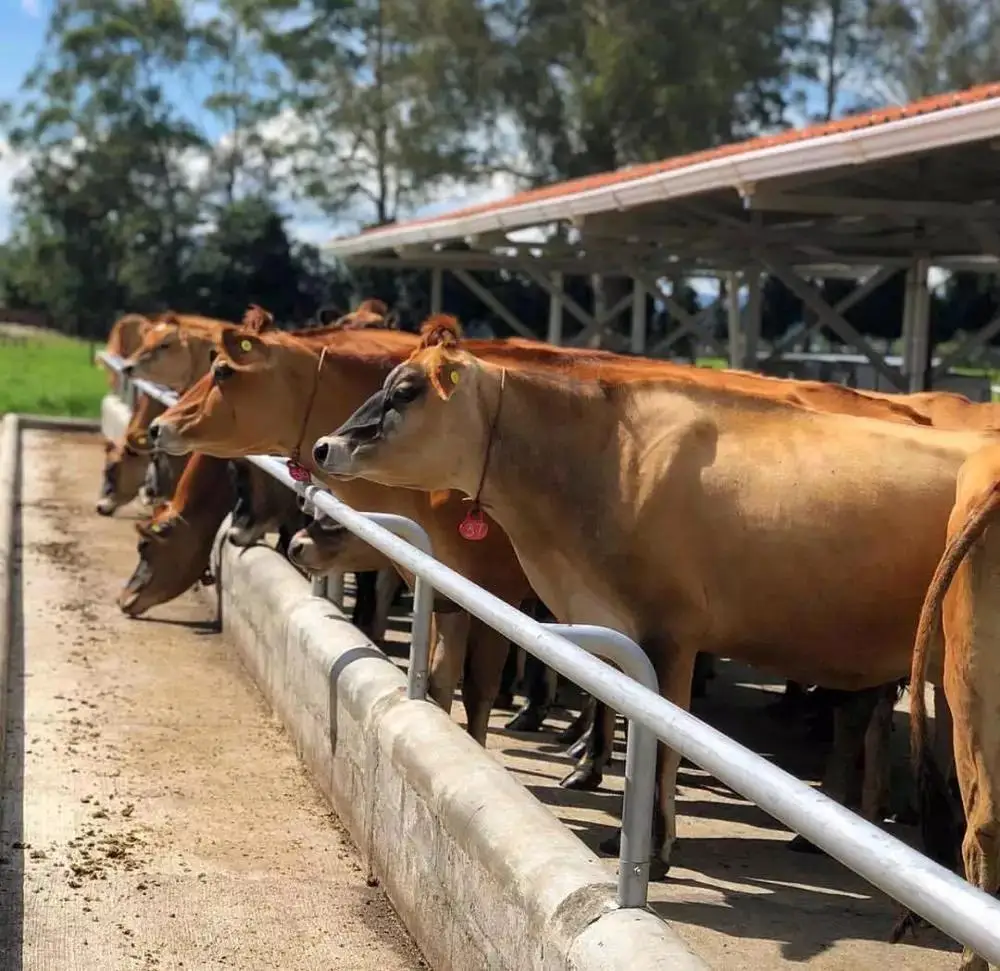 High Quality New Jersey Cows Simmental Bull Cattle For Sale Holstein Heifers Cows and Bulls Good Price