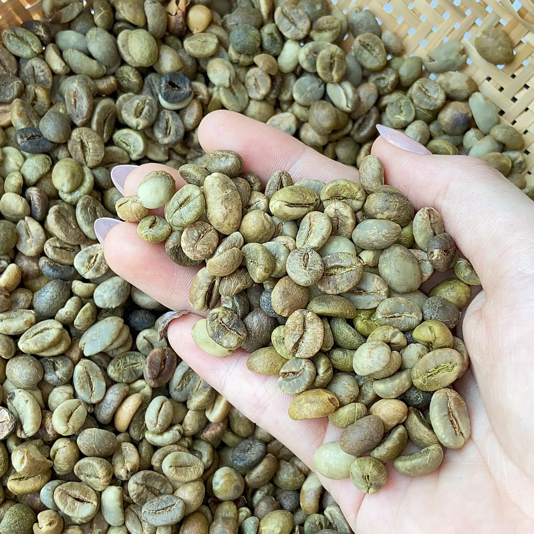 Кофе Зеленые зерна 100% Robusta Sr13/Sr16/Sr18 оптовая продажа хорошая цена контакт через WA 00838366717 (Ms.Lyna)