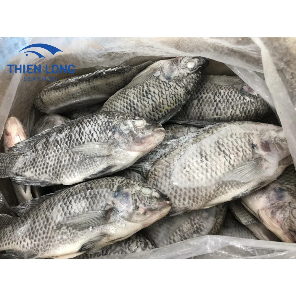 Wholesale Low price Hot Sale Whole Round Live Black Fresh Tilapia Fish From Vietnam