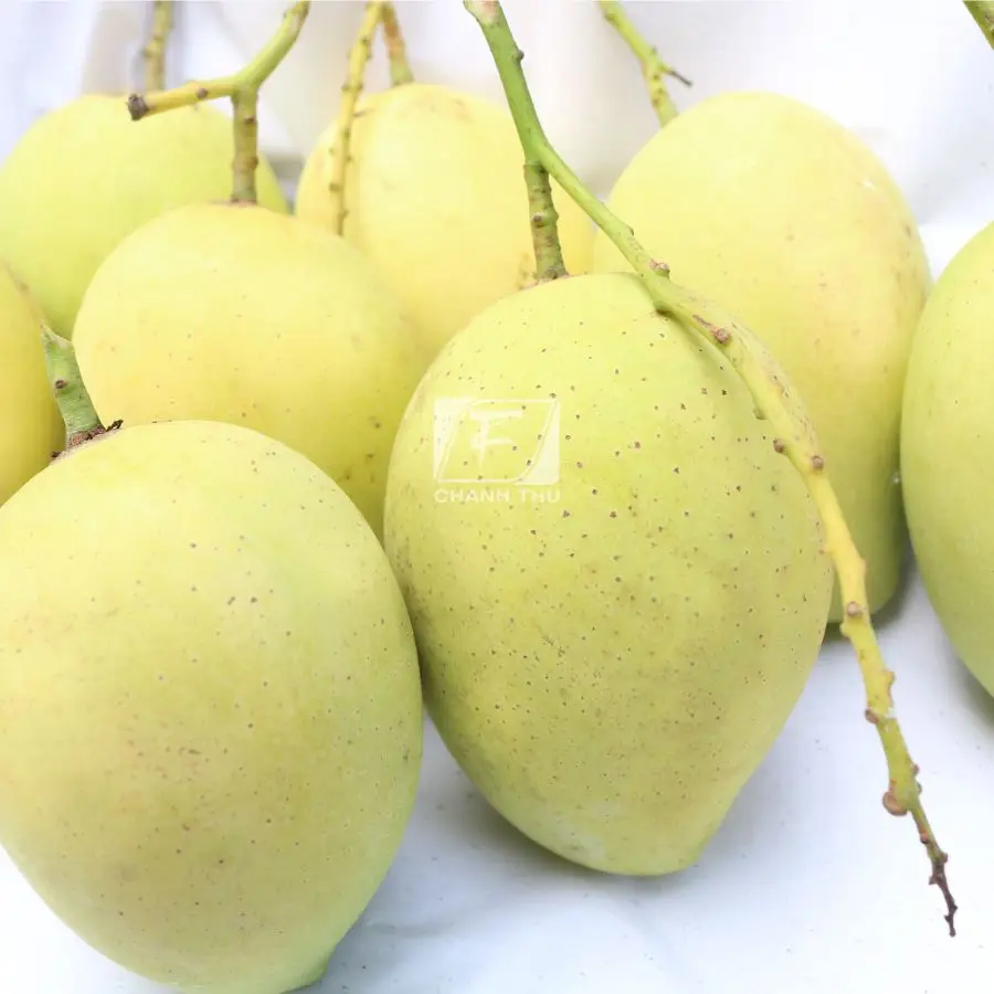 Organic Fresh Mango Hoa  Loc Mango High Quality  Sweet Taste Mango Export From Vietnam Carton Box Packaging