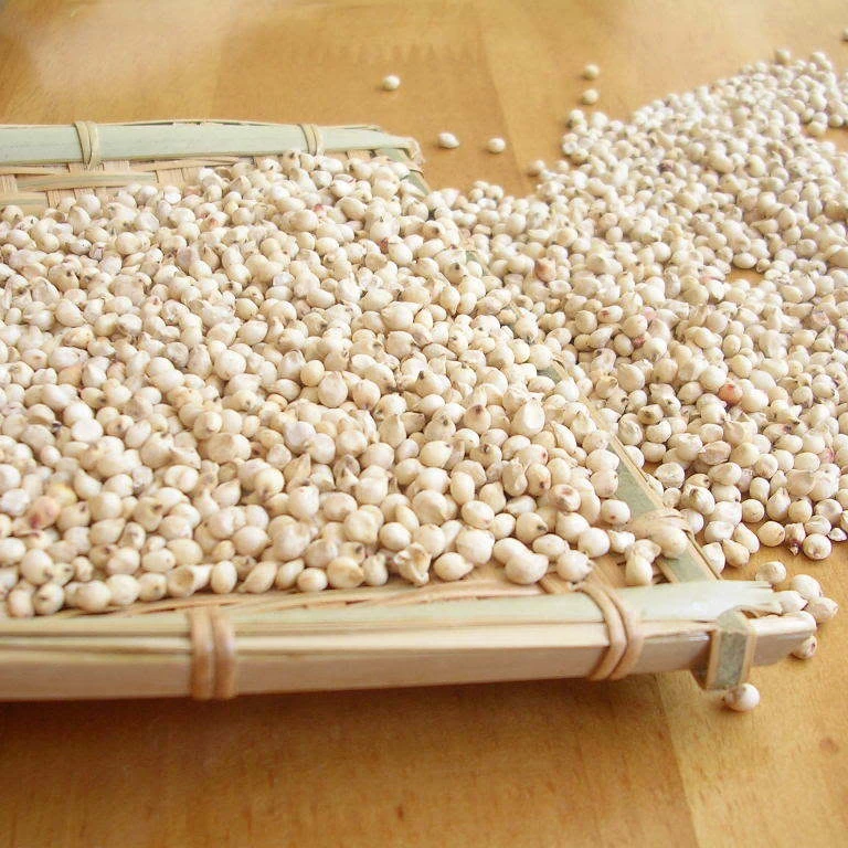 White Milo Sorghum Grains Sorghum Price Per Ton Grain sorghum best quality looking for bulk buyer reasonable price