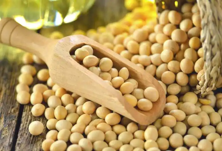 Premium Non GMO Soy Beans Large Quantity Available on Sell Now
