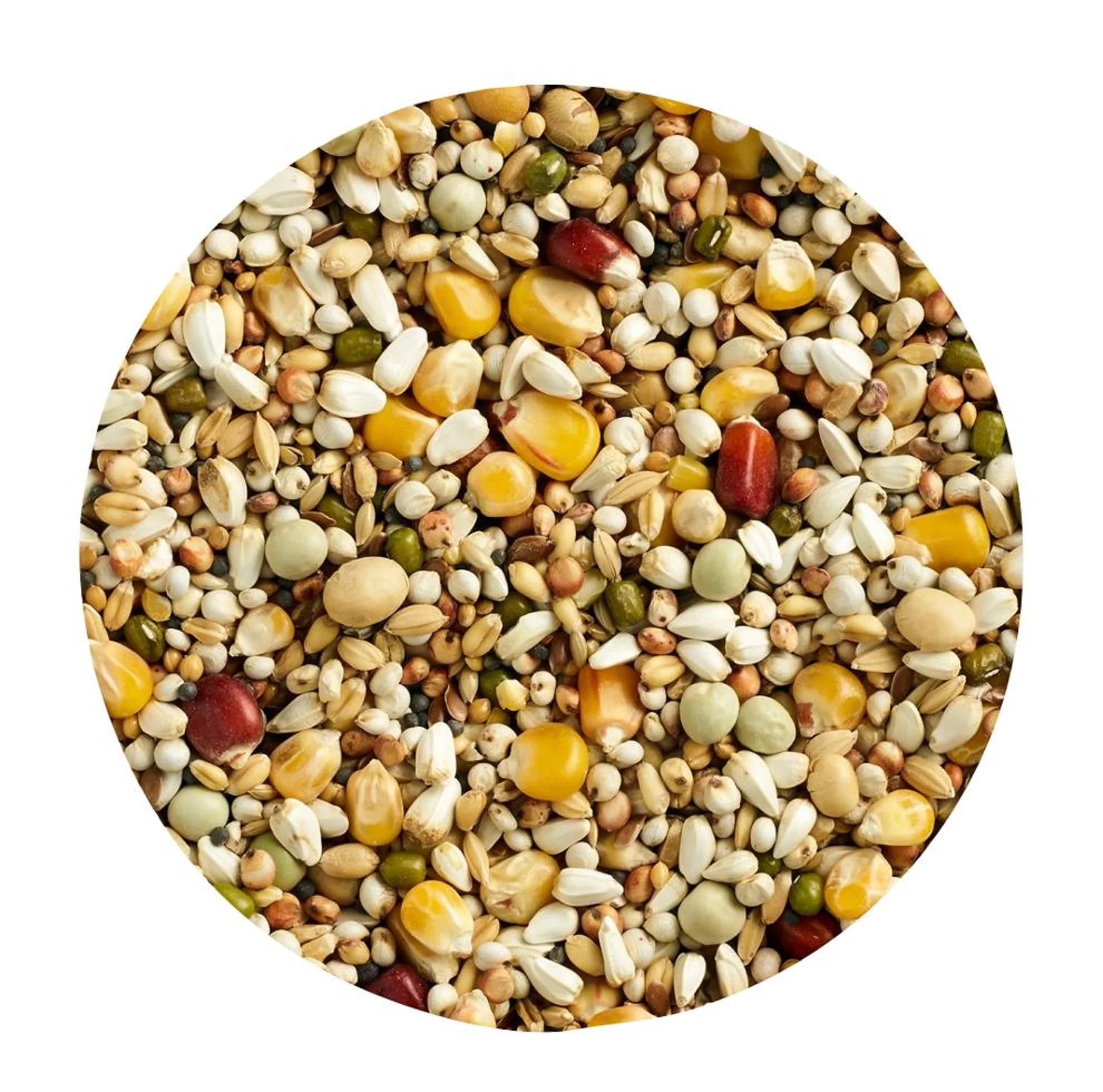 Canary Seeds-Canary Seeds Benefits for birds//Alpiste Canery Seed Powder for Diabetes //Bulk Animal Feed